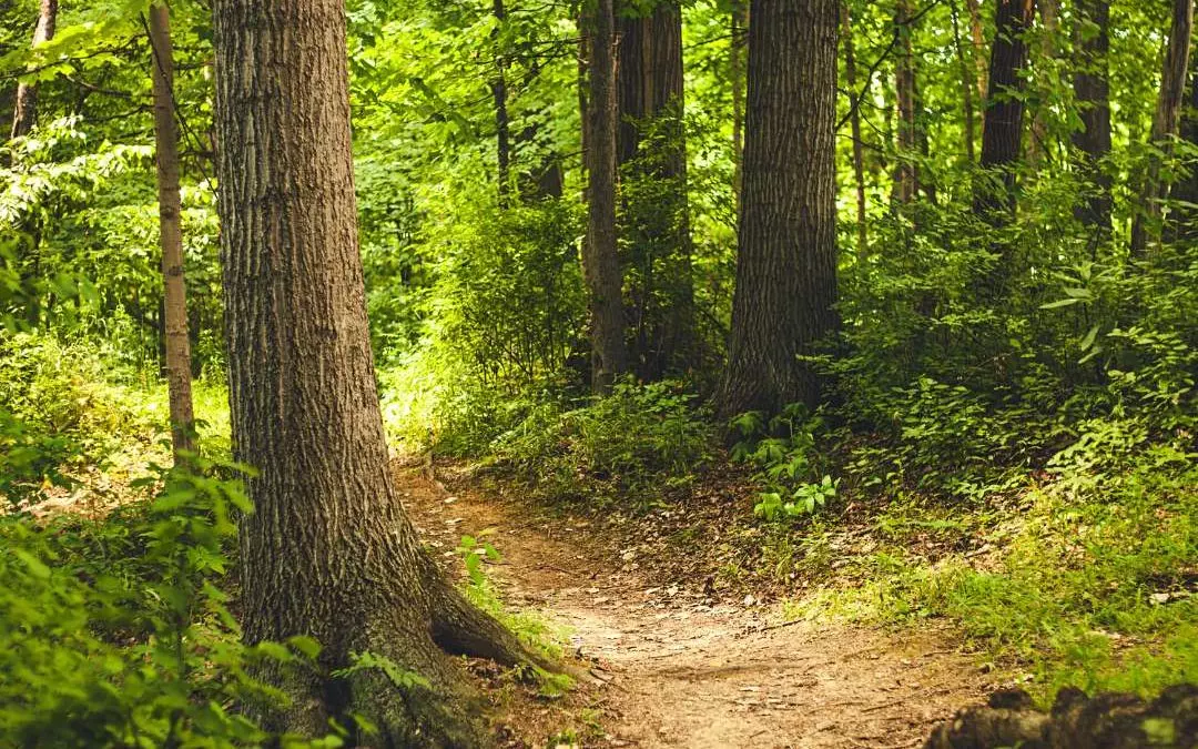 Path leading into horizon symbolizing life's unpredictable journey and the act of trusting the unfolding process.